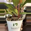 plant/Philodendron McColley’s Finale #17-2-thumbnail