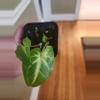 plant/Syngonium batik-0-thumbnail