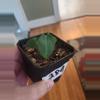 plant/Anthurium 289 necromancer Dreamweaver x Rlfs Carla-0-thumbnail