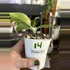 plant/Philodendron Birkin #14-1-thumbnail