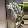 plant/Alocasia Polly Offshoot #20-3-thumbnail