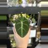 plant/Alocaisa Black Velvet (#24)-0-thumbnail
