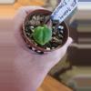 plant/Anthurium seedling 293 bess galaxy aff x Esmeraldense x lux-0-thumbnail