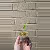 plant/Dragon scale mint alocasia-1-thumbnail