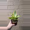 plant/Sansevieria golden hahnii-0-thumbnail