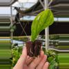plant/Rhaphidaphora korthalsii thai constellation starter plant growers choice-3-thumbnail