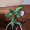 plant/Dumb cane-0-thumbnail