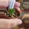 plant/Anthurium 295 bess galaxy aff x Esmeraldense x lux-1-thumbnail