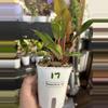 plant/Philodendron McColley’s Finale #17-1-thumbnail