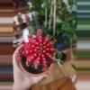 plant/Moon cactus medium size-2-thumbnail