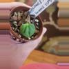 plant/Anthurium seedling 293 bess galaxy aff x Esmeraldense x lux-1-thumbnail