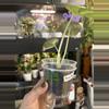 plant/Alocasia Black Velvet #23-2-thumbnail