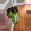 plant/Syngonium batik-1-thumbnail