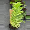 plant/Rhaphidaphora korthalsii thai constellation starter plant growers choice-0-thumbnail