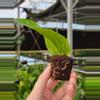 plant/Rhaphidaphora korthalsii thai constellation starter plant growers choice-2-thumbnail