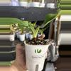 plant/Philodendron Imperial Green #16-1-thumbnail