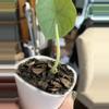 plant/Alocasia Melo #21-1-thumbnail