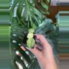 plant/Alocasia Ninja Tricolor-0-thumbnail