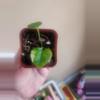 plant/Anthurium noid 285-1-thumbnail