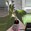 plant/Blue Velvet x Black Widow Michelle-1-thumbnail