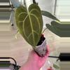 plant/Blue Velvet x Black Widow Michelle-0-thumbnail
