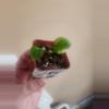 plant/Anthurium noid 285-0-thumbnail