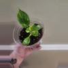 plant/212 varigated green congo-0-thumbnail