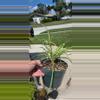 plant/Spider plant-0-thumbnail