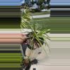 plant/Spider plant-1-thumbnail