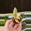 plant/Fallopia multiflora variegated starter plant growers choice-0-thumbnail