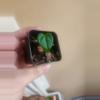 plant/Anthurium noid 1363-2-thumbnail