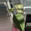 plant/Blue Velvet x Black Widow Michelle-2-thumbnail
