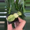 plant/Alocasia Ninja Tricolor-2-thumbnail