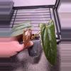 plant/Ree Port x Windy Dress-2-thumbnail