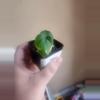 plant/Anthurium noid 281-2-thumbnail