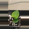 plant/Rare! Anthurium papillaminum  (long x long bullet)x(rlxfs) x long x long bullet-3-thumbnail
