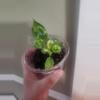 plant/212 varigated green congo-2-thumbnail