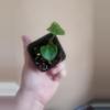 plant/Anthurium noid 281-1-thumbnail
