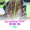 plant/🌸 Base Shipping Charge for add-ons ONLY🌸-0-thumbnail