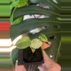 plant/Alocasia Ninja Tricolor-1-thumbnail