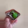 plant/Anthurium noid 1280-0-thumbnail