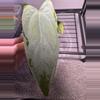 plant/Ree Port x Windy Dress-0-thumbnail