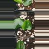 plant/Rare! Anthurium papillaminum  (long x long bullet)x(rlxfs) x long x long bullet-2-thumbnail