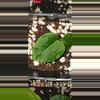 plant/Rare! Anthurium papillaminum  (long x long bullet)x(rlxfs) x long x long bullet-1-thumbnail