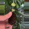plant/Alocasia Ninja Tricolor-3-thumbnail