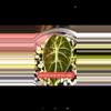 plant/Pink tri color Watts dolf alacasia corm grown-7-thumbnail
