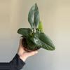 plant/Alocasia Scalprum-0-thumbnail