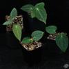 plant/Anthurium antolakii (previously BVEP) x carlablackiae *Grower's Choice*-0-thumbnail