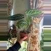 plant/Anthurium Silver Blush-1-thumbnail