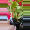 plant/Syngonium Berry Allusion-2-thumbnail